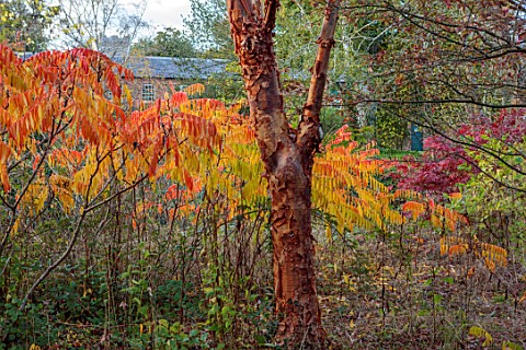 SPETCHLEY_PARK_GARDENS_WORCESTERSHIRE_AUTUMN_OCTOBER_FALL_FOLIAGE_TREES_SHRUBS_RHUS_TYPHINA_RADIANCE