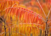 SPETCHLEY PARK GARDENS, WORCESTERSHIRE: AUTUMN, FALL, FOLIAGE, ORANGE LEAVES OF RHUS TYPHINA RADIANCE SINRUS, SHRUBS