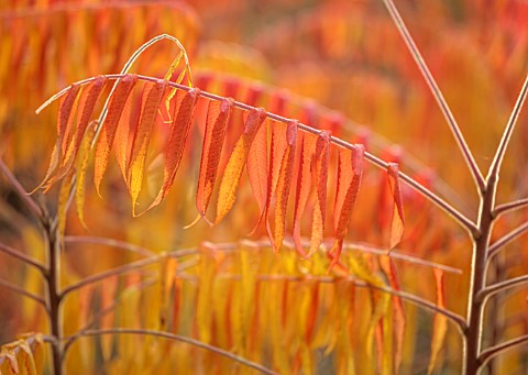 SPETCHLEY_PARK_GARDENS_WORCESTERSHIRE_AUTUMN_FALL_FOLIAGE_ORANGE_LEAVES_OF_RHUS_TYPHINA_RADIANCE_SIN