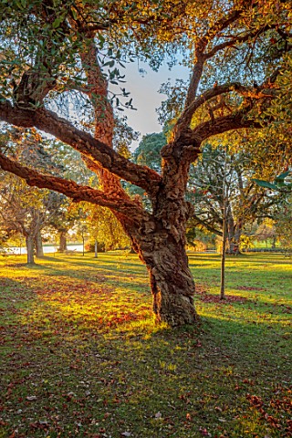 SPETCHLEY_PARK_GARDENS_WORCESTERSHIRE_BARK_TRUNK_OF_QUERCUS_SUBER_CORK_OAK_TREES_EVENING_LIGHT_LAWN