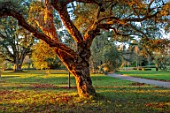 SPETCHLEY PARK GARDENS, WORCESTERSHIRE: BARK, TRUNK OF QUERCUS SUBER, CORK OAK, TREES, EVENING LIGHT, LAWN
