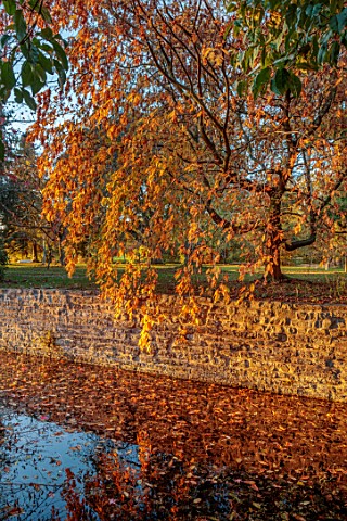 SPETCHLEY_PARK_GARDENS_WORCESTERSHIRE_TREES_AUTUMN_OCTOBER_FALL_FOLIAGE_ORANGE_LEAVES_OF_CARPINUS_BE