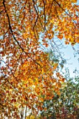 SPETCHLEY PARK GARDENS, WORCESTERSHIRE: TREES, AUTUMN, OCTOBER, FALL, FOLIAGE, ORANGE LEAVES, NYSSA SYLVATICA