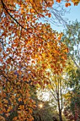 SPETCHLEY PARK GARDENS, WORCESTERSHIRE: TREES, AUTUMN, OCTOBER, FALL, FOLIAGE, ORANGE LEAVES, NYSSA SYLVATICA