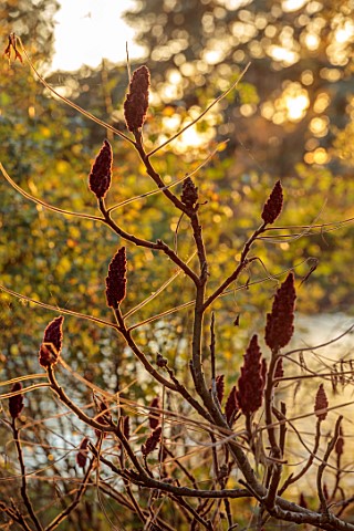 SPETCHLEY_PARK_GARDENS_WORCESTERSHIRE_FRUITING_HEADS_OF_RHUS_TYPHINA_BY_LAKE_SUMACH_SHRUBS_DECIDUOUS