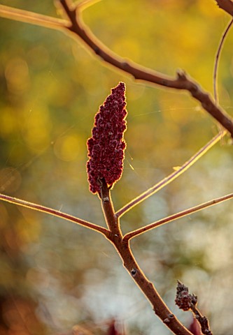 SPETCHLEY_PARK_GARDENS_WORCESTERSHIRE_DARK_RED_FRUITING_HEADS_OF_RHUS_TYPHINA_BY_LAKE_SUMACH_SHRUBS_