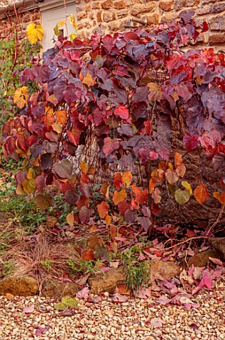 RED_LEAVES_OF_CERCIS_CANADENSIS_RUBY_FALLS_FALL_LEAVES_AUTUMN_OCTOBER_SHRUBS_TREEES_FOLIAGE_THE_CONI
