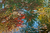 THENFORD GARDENS & ARBORETUM, NORTHAMPTONSHIRE: AUTUMN, OCTOBER, REFLECTIONS, REFLECTED, MAPLES, POOL, WATER, POND, FALL