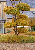 THE OLD RECTORY, QUINTON, NORTHAMPTONSHIRE: DESIGNER ANOUSHKA FEILER: AUTUMN, FALL, FRONT DRIVE, CLIPPED TOPIARY PARROTIA PERSICA, PERSIAN IRONWOOD, TREES, CLIPPED HORNBEAM