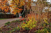 THE OLD RECTORY, QUINTON, NORTHAMPTONSHIRE: DESIGNER ANOUSHKA FEILER: AUTUMN, FALL, BEECH, HEDGE, HEDGING, HYDRANGEA QUERCIFOLIA, FRONT DRIVE