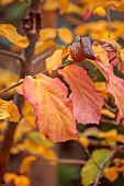 SMALL LONDON GARDEN DESIGNED BY ALASDAIR CAMERON: NOVEMBER, WOODLAND, TREES, PARROTIA PERSICA, PERSIAN IRONWOOD TREE, LEAVES, FOLIAGE, LEAF, PINK, YELLOW