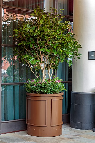 THE_BEAUMONT_HOTEL_LONDON_PLANTING_DESIGN_BY_ALASDAIR_CAMERON_NOVEMBER_CONTAINER_WITH_HELLEBORES