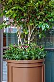 THE BEAUMONT HOTEL, LONDON, PLANTING DESIGN BY ALASDAIR CAMERON: NOVEMBER, CONTAINER WITH HELLEBORES