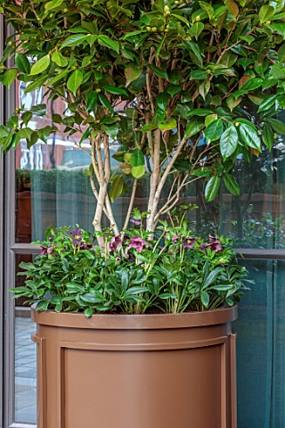THE_BEAUMONT_HOTEL_LONDON_PLANTING_DESIGN_BY_ALASDAIR_CAMERON_NOVEMBER_CONTAINER_WITH_HELLEBORES