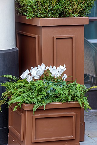 THE_BEAUMONT_HOTEL_LONDON_PLANTING_DESIGN_BY_ALASDAIR_CAMERON_NOVEMBER_CONTAINER_WITH_FERNS_AND_CYCL