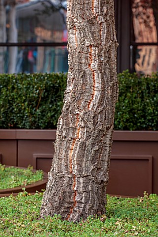 THE_BEAUMONT_HOTEL_LONDON_PLANTING_DESIGN_BY_ALASDAIR_CAMERON_NOVEMBER_TREES_BARK_CONTAINERS