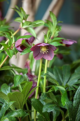 THE_BEAUMONT_HOTEL_LONDON_PLANTING_DESIGN_BY_ALASDAIR_CAMERON_NOVEMBER_HELLEBORE_IN_CONTAINER
