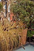 SMALL ROOF GARDEN, LONDON, DESIGNED BY ALASDAIR CAMERON: NOVEMBER, PENNISETUM IN CONTAINERS