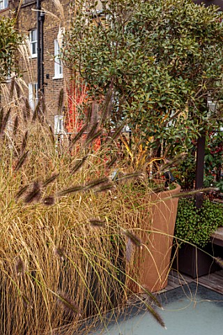 SMALL_ROOF_GARDEN_LONDON_DESIGNED_BY_ALASDAIR_CAMERON_NOVEMBER_PENNISETUM_IN_CONTAINERS