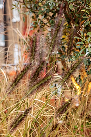 SMALL_ROOF_GARDEN_LONDON_DESIGNED_BY_ALASDAIR_CAMERON_NOVEMBER_TERRACE_PENNISETUM_IN_CONTAINERS