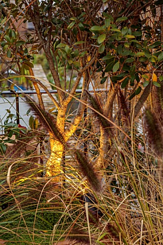 SMALL_ROOF_GARDEN_LONDON_DESIGNED_BY_ALASDAIR_CAMERON_NOVEMBER_TERRACE_PENNISETUM_IN_CONTAINERS_LIGH