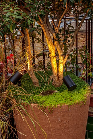 SMALL_ROOF_GARDEN_LONDON_DESIGNED_BY_ALASDAIR_CAMERON_NOVEMBER_TERRACE_CONTAINERS_LIGHTS_LIGHTING