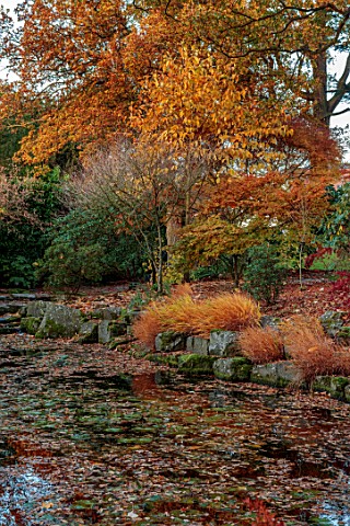 MORTON_HALL_WORCESTERSHIRE_AUTUMN_FALL_STROLL_GARDEN_LOWER_POND_POOL_WATER_REFLECTIONS_HAKONECHLOA_M