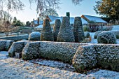 PETTIFERS GARDEN, OXFORDSHIRE: WINTER, DECEMBER, FROST, SNOW, SORBUS JOSEPH ROCK , PARTERRE, YEW, HEDGES, HEDGING, FORMAL, CLIPPED, TOPIARY