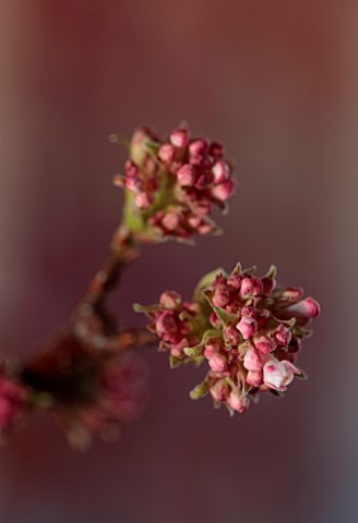 THE_HYDE_HEREFORDSHIRE_JANUARY_TABLE_DECORATION_BY_SHANE_CONNOLLY_VIBURNUM_BODNANTENSE_DAWN