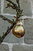 THE HYDE, HEREFORDSHIRE: JANUARY, CHRISTMAS DECORATIONS ON TREE OUTSIDE FRONT DOOR, BY SHANE CONNOLLY, METAL PEAR