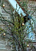 THE HYDE, HEREFORDSHIRE: JANUARY, CHRISTMAS DECORATIONS ON TREE OUTSIDE FRONT DOOR, BY SHANE CONNOLLY, METAL PEARS