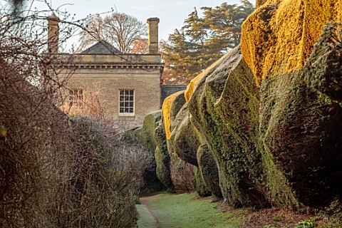 ROUSHAM_OXFORDSHIRE_JANUARY_FROST_FROSTY_WINTER_PATH_BESIDE_THE_WALLED_GARDEN_YEW_HEDGES_HEDGING