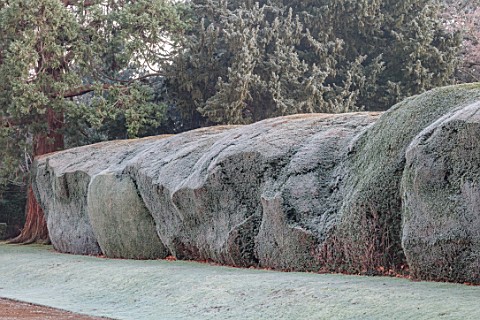 ROUSHAM_OXFORDSHIRE_JANUARY_FROST_FROSTY_WINTER_THE_WALLED_GARDEN_YEW_HEDGES_HEDGING