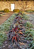 ROUSHAM, OXFORDSHIRE: JANUARY, WINTER, FROSTED, FROSTY, WALLED GARDEN, VEGETABLES, RUBY CHARD, EDIBLES, POTAGER, WALLS