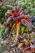ROUSHAM, OXFORDSHIRE: JANUARY, WINTER, FROSTED, FROSTY, WALLED GARDEN, VEGETABLES, RUBY CHARD, EDIBLES, POTAGER, WALLS