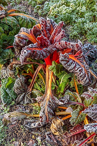 ROUSHAM_OXFORDSHIRE_JANUARY_WINTER_FROSTED_FROSTY_WALLED_GARDEN_VEGETABLES_RUBY_CHARD_EDIBLES_POTAGE