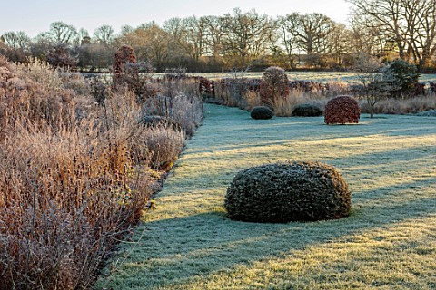 SILVER_STREET_FARM_DEVON_WINTER_FROST_FROSTY_JANUARY_BORDERS_HEDGES_HEDGING_GRASSES_YEW_DOME_CLIPPED