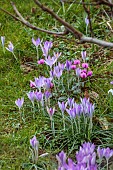 DODDINGTON HALL, LINCOLN: PURPLE FLOWERS, BLOOMS OF CRCOUS TOMMASINIANUS, CYCLAMEN COUM, WINTER, BULBS, FLOWERING, BLOOMING
