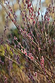 DODDINGTON HALL, LINCOLN: PINK FLOWERS, CATKINS OF WILLOW, SALIX GRACILISTYLA MOUNT ASO, WILLOWS, DECIDUOUS, SHRUBS, WINTER