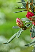 DODDINGTON HALL, LINCOLN: EMERGING RED BUD, FLOWER OF RHODODENDRON, SHRUBS, FLOWERING, BLOOMING