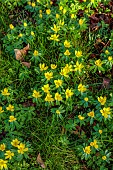 MOSS AND STONE FLORAL DESIGN, SUFFOLK: BRIGITTE GIRLING: SHEETS OF YELLOW FLOWERS OF ACONITES, WINTER ACONITE, ERANTHIS HYEMALIS