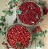 ROSEHIPS AND HAWTHORN BERRIES IN BASKETS