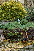YORK GATE, LEEDS: THE DELL, WINTER, PATHS, TREE FERN WRAPPED FOR WINTER PROTECTION, FOLIAGE, LEAVES, FEBRUARY, DICKSONIA ANTARCTICA