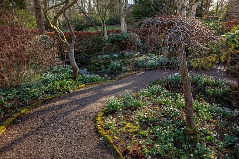 YORK_GATE_LEEDS_SNOWDROPS_GALANTHUS_THE_DELL_WINTER_PATHS_GOLDEN_KING_HOLLY_FOLIAGE_LEAVES_FEBRUARY