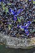 YORK GATE, LEEDS: THE CARPET PATH, STONE TROUGH, CONTAINER WITH IRIS RETICULATA GEORGE, FEBRUARY, WINTER
