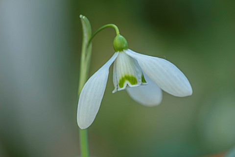 YORK_GATE_LEEDS_CLOSE_UP_OF_WHITE_GREEN_FLOWERS_OF_SNOWDROPS_GALANTHUS_BIG_BEN_BULBS_EARLY_SPRING_WI