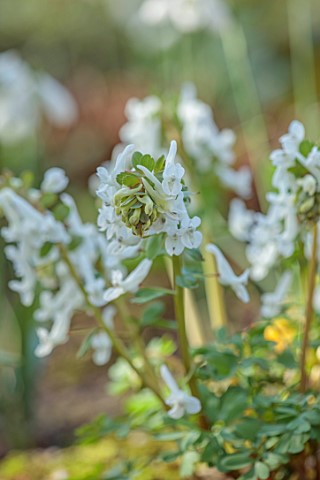 YORK_GATE_LEEDS_CLOSE_UP_OF_WHITE_FLOWERS_BLOOMS_OF_CORYDALIS_MALKENSIS_PERENNIALS_EARLY_SPRING_MARC