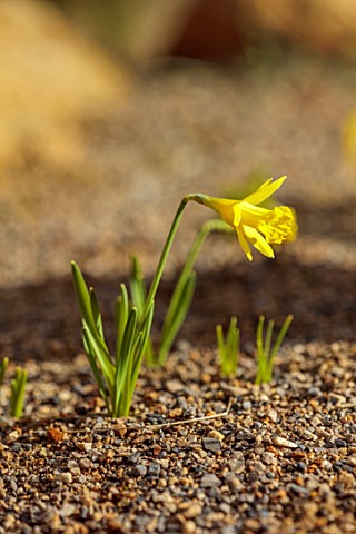 YORK_GATE_LEEDS_CLOSE_UP_OF_YELLOW_FLOWERS_OF_DAFFODIL_NARCISSUS_BULB_FEBRUARY_WINTER_EARLY_SPRING