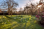 DODDINGTON HALL, LINCOLNSHIRE: WILD GARDEN, GRASS, LAWNS, SNOWDROPS, YEW HEDGES, HEDGING, PINK FLOWERS OF RHODODENDRONS, PATHS