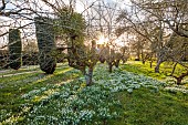 DODDINGTON HALL, LINCOLNSHIRE: SNOWDROPS, WILD GARDEN, COUNTRY, YEW HEDGES, HEDGING, STONE, LAWN, GRASS, CLIPPED, TOPIARY, ORCHARD